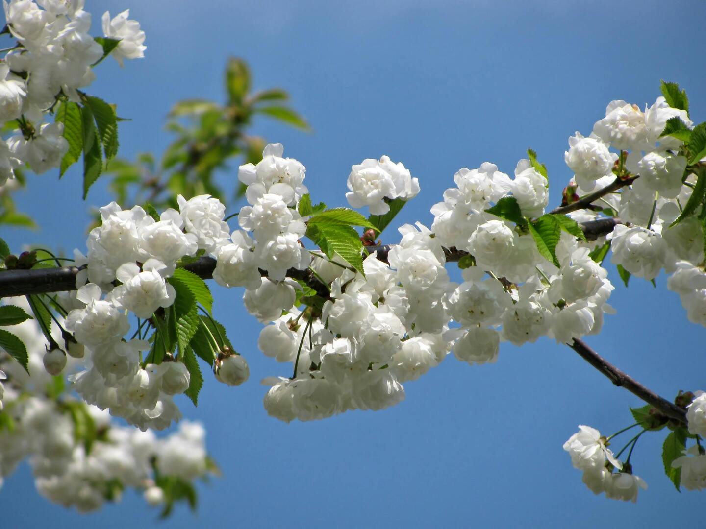 Baal witte bloesem