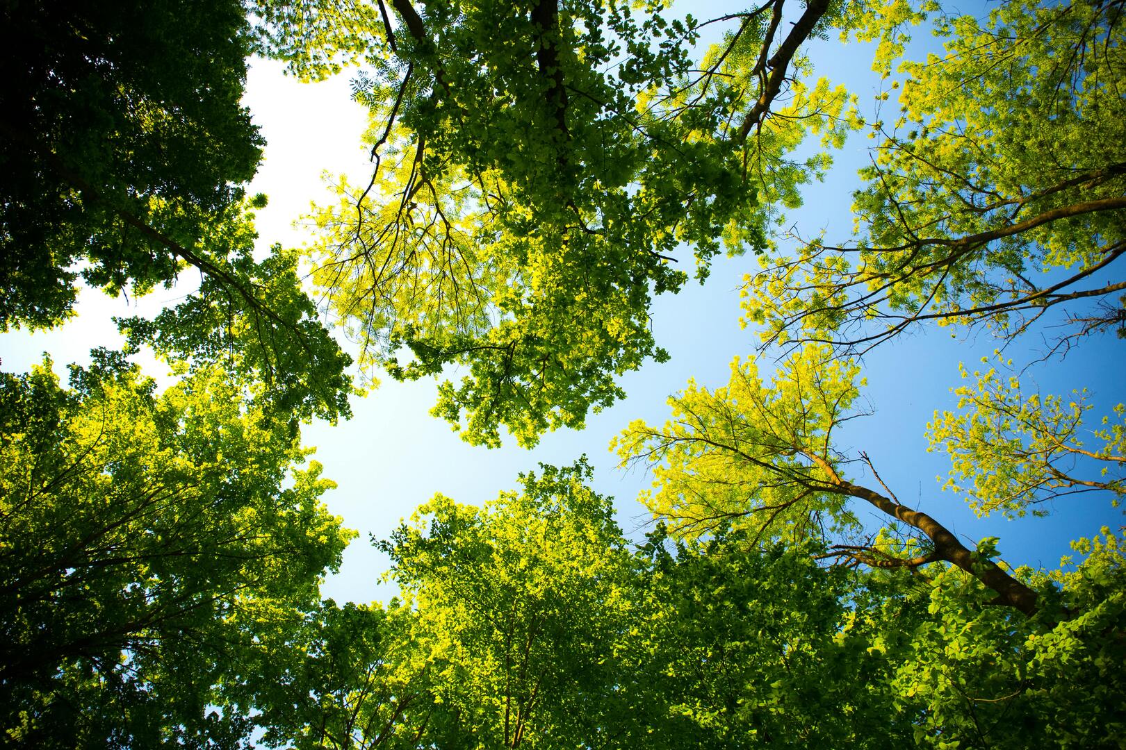Balen bomen