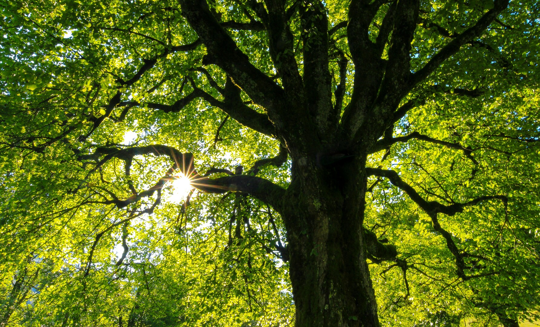 Leest/Hombeek boom