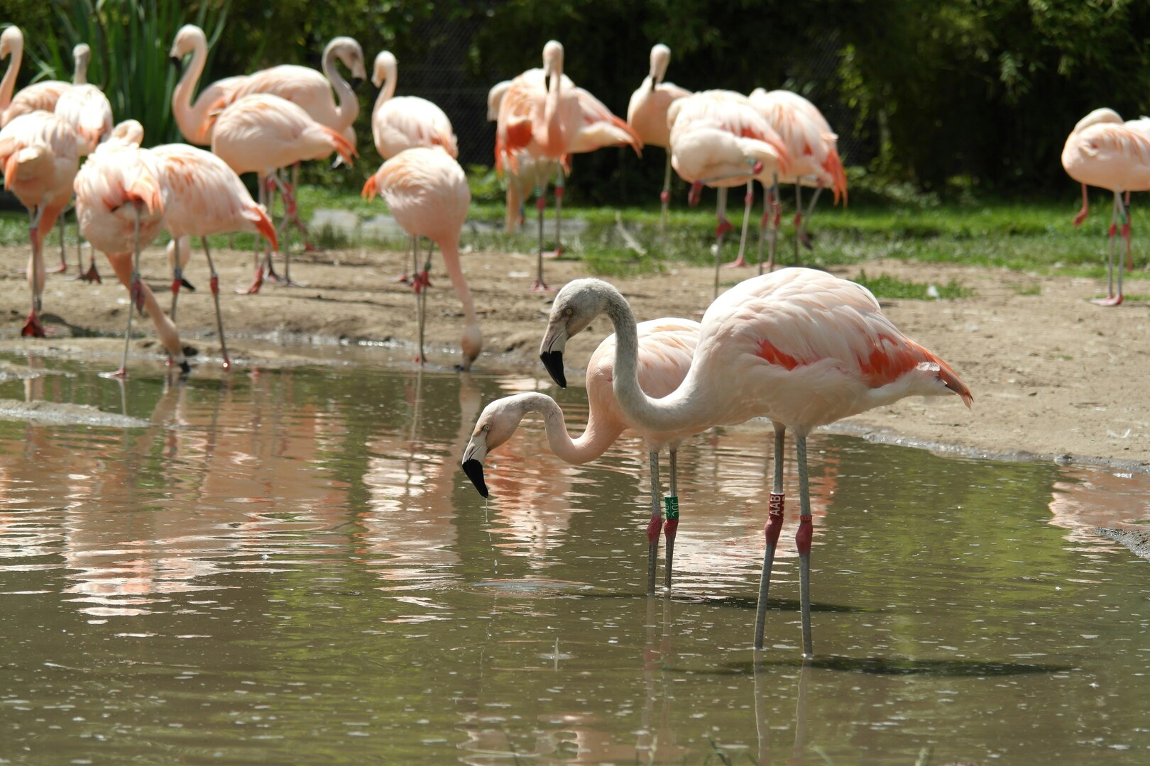 Muizen Planckendael flamingo's