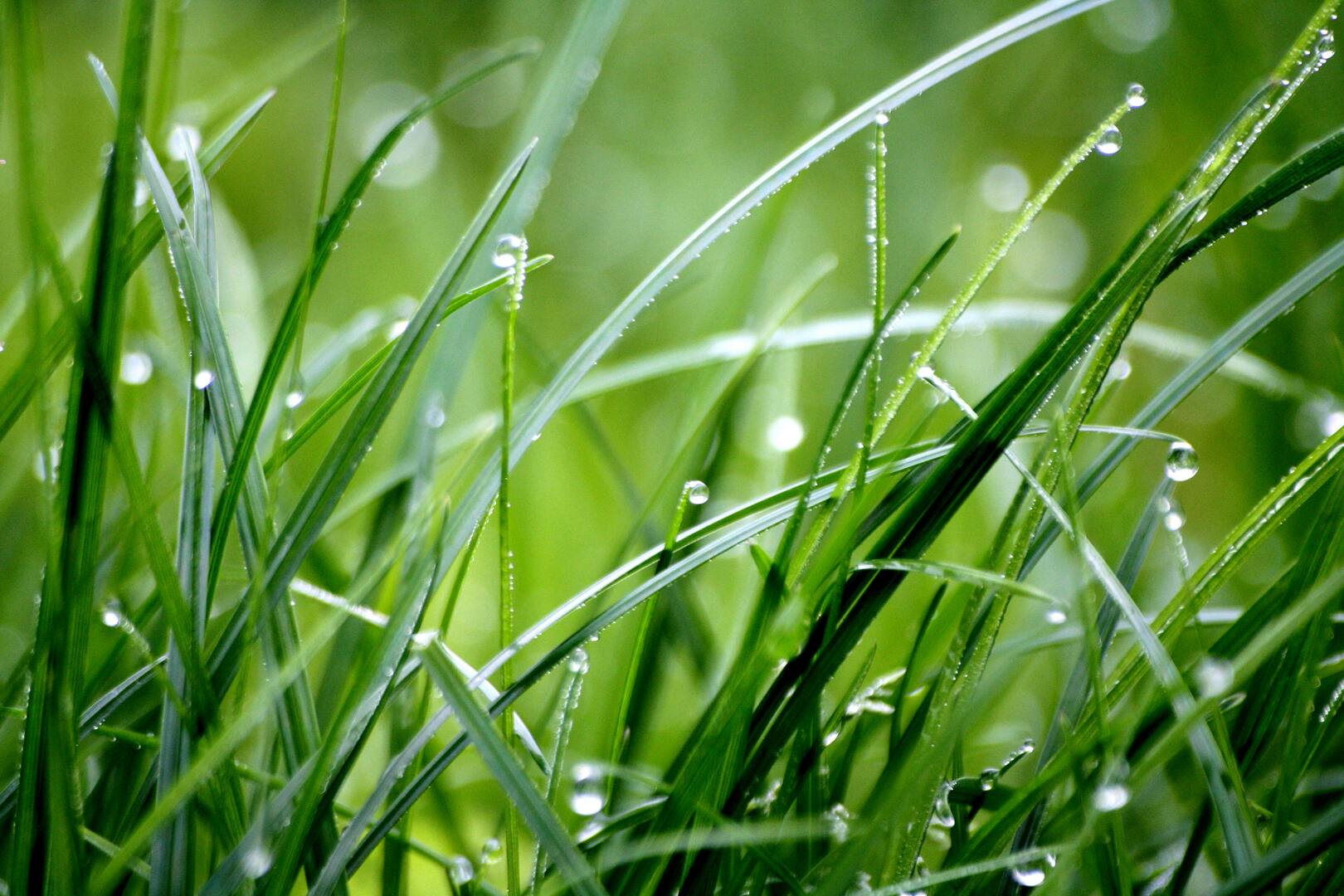 Strombeek-Bever close-up gras met dauwdruppels